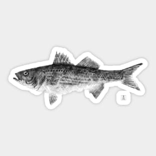 Striped Bass Sticker